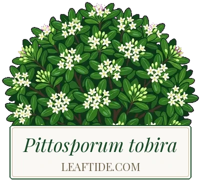 Pittosporum tobira