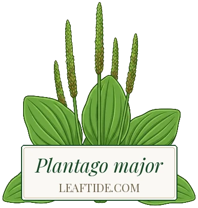 Plantago major