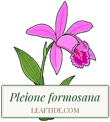 Pleione formosana