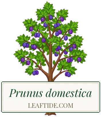 Prunus domestica