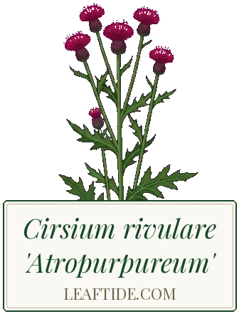 Cirsium rivulare 'Atropurpureum'