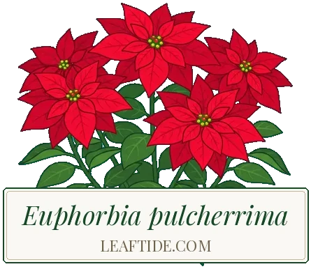 Euphorbia pulcherrima