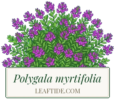 Polygala myrtifolia