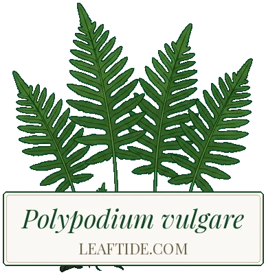 Polypodium vulgare