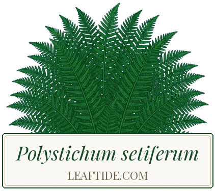 Polystichum setiferum
