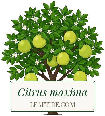 Citrus maxima
