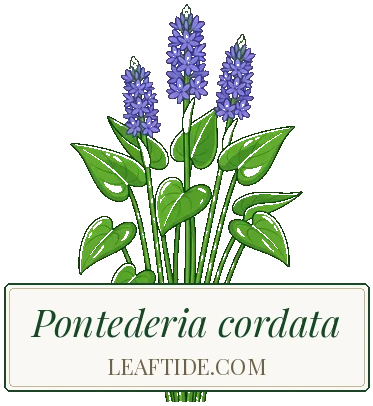 Pontederia cordata