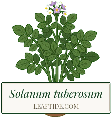 Solanum tuberosum