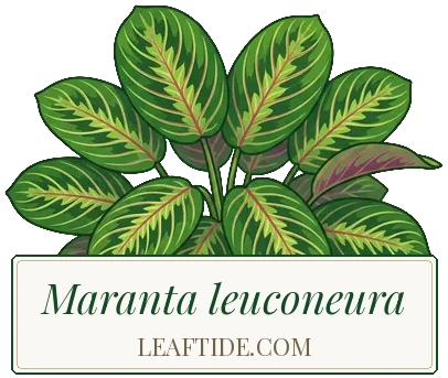 Maranta leuconeura