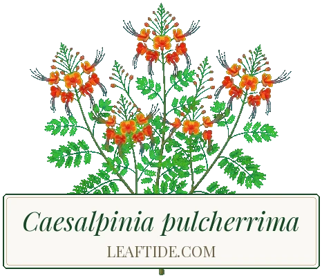 Caesalpinia pulcherrima