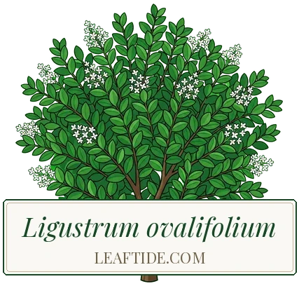 Ligustrum ovalifolium