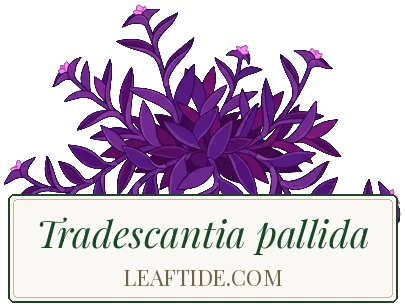 Tradescantia pallida