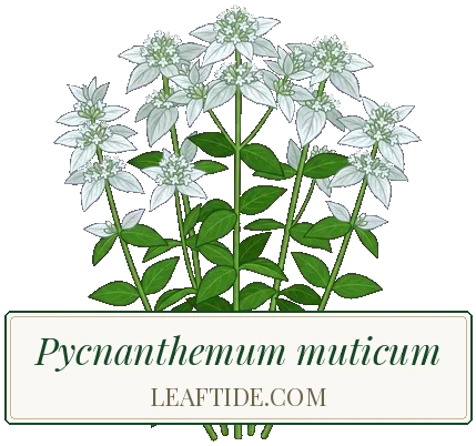 Pycnanthemum muticum