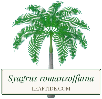 Syagrus romanzoffiana