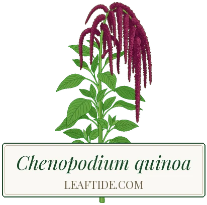 Chenopodium quinoa