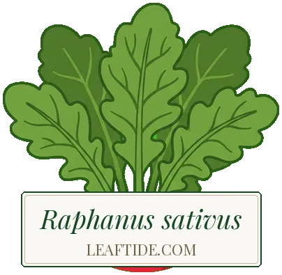 Raphanus sativus