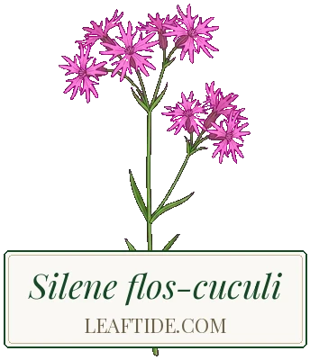 Silene flos-cuculi