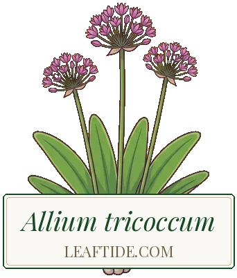 Allium tricoccum