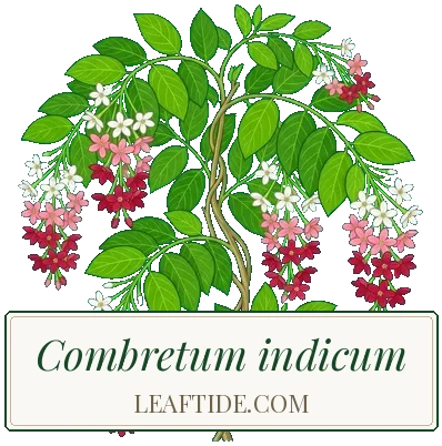 Combretum indicum