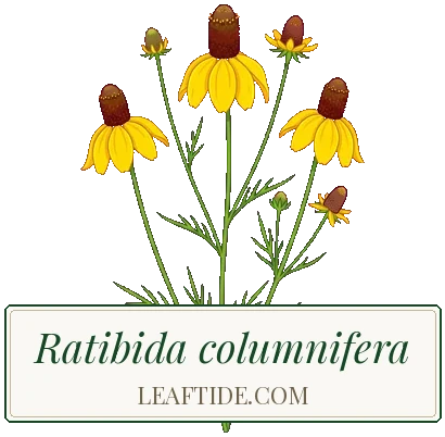 Ratibida columnifera