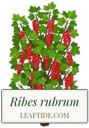 Ribes rubrum