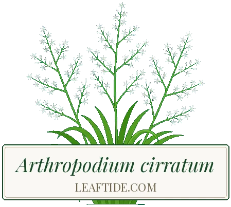 Arthropodium cirratum