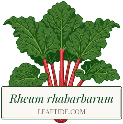 Rheum rhabarbarum