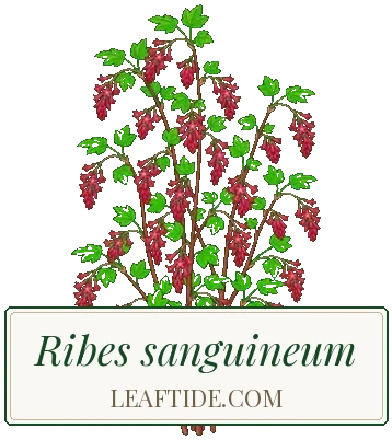 Ribes sanguineum