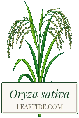 Oryza sativa