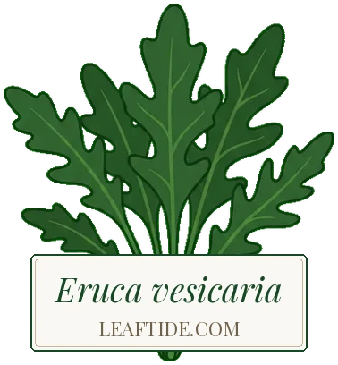 Eruca vesicaria