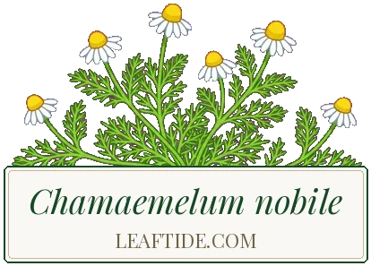 Chamaemelum nobile