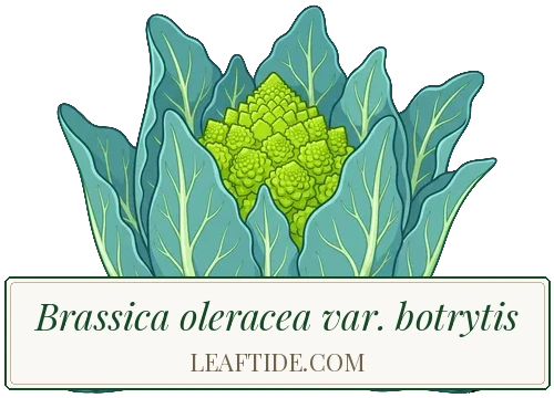 Brassica oleracea var. botrytis