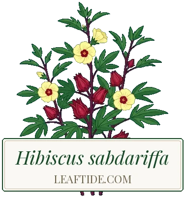 Hibiscus sabdariffa