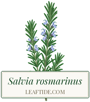 Salvia rosmarinus