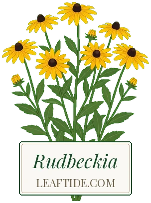 Rudbeckia