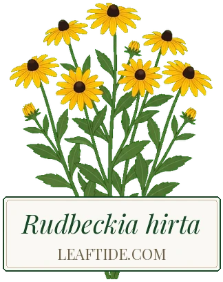 Rudbeckia hirta