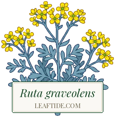 Ruta graveolens