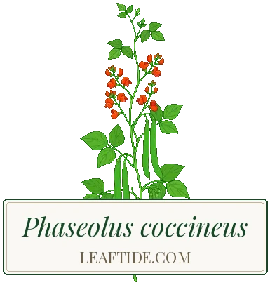 Phaseolus coccineus
