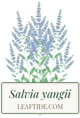 Salvia yangii