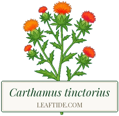 Carthamus tinctorius