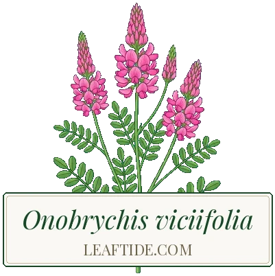 Onobrychis viciifolia