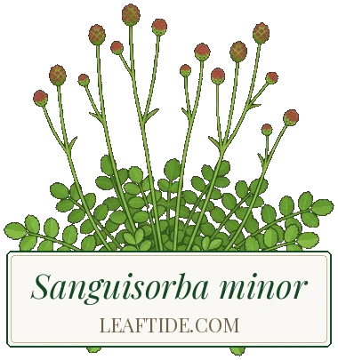 Sanguisorba minor