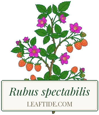 Rubus spectabilis