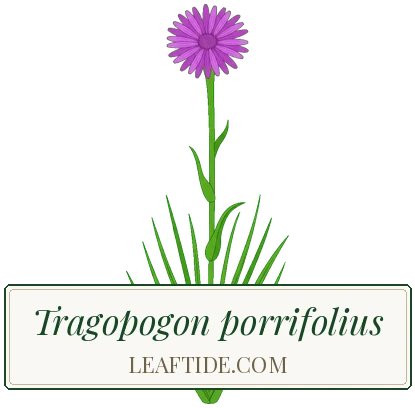 Tragopogon porrifolius
