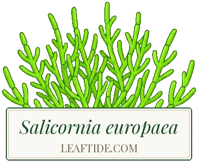Salicornia europaea