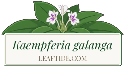 Kaempferia galanga