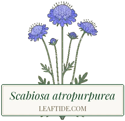 Scabiosa atropurpurea