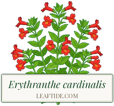 Erythranthe cardinalis