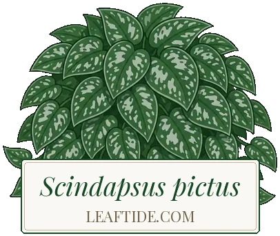 Scindapsus pictus