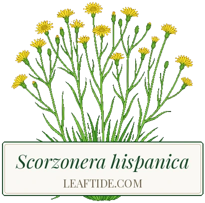 Scorzonera hispanica